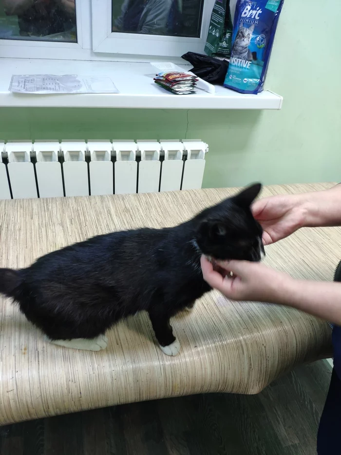 Continuation of the story of a cat with sore eyes - My, cat, No rating, In good hands, Moscow, Help, Veterinary, Video, Longpost