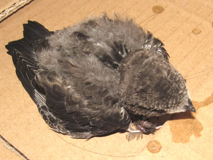 Need help Chelyabinsk - My, Bird watchers, Chick, Swift, Animal Rescue, In good hands