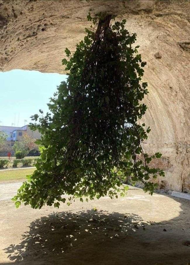 Sapling from Australia - Tree, Upside down, Interesting