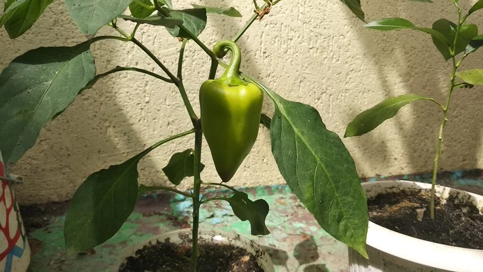 Harvest - My, Pepper, Hot peppers, Harvest, Habanero