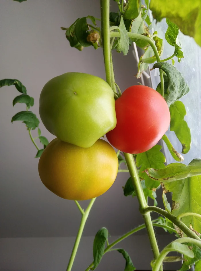 Tomato traffic light - Tomatoes, Traffic lights