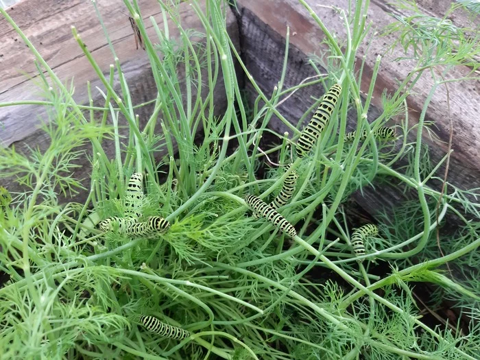 Keep an eye on your dill - Caterpillar, Dill, Swallowtail, Garden