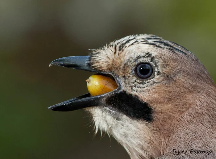 Jays know a lot about nuts! - Birds, Jay, Nuts, Experiment, The national geographic