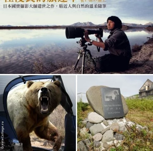 The tragic death of a Japanese bear photographer - The Bears, Brown bears, Photographer, Death, Negative, Kamchatka, Kuril lake, Kronotsky Reserve, Longpost