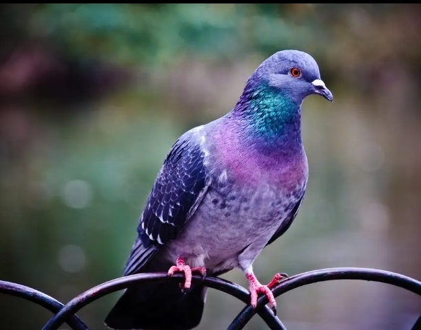 Интересные факты о голубях: 10 увлекательных сведений о птицах