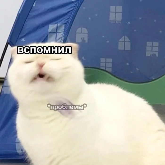 When you're relaxed, but life isn't - cat, Pets, Memes, Humor, Picture with text