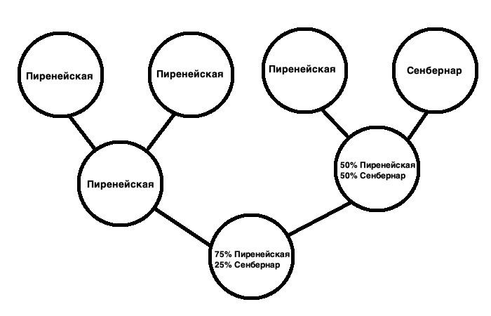 Ответ на пост «Большой мальчик прошел проверку у ветеринара» - Собака, Милота, Ветеринар, Большой, Размер, Сенбернар, Большая пиренейская собака, Ответ на пост, Длиннопост