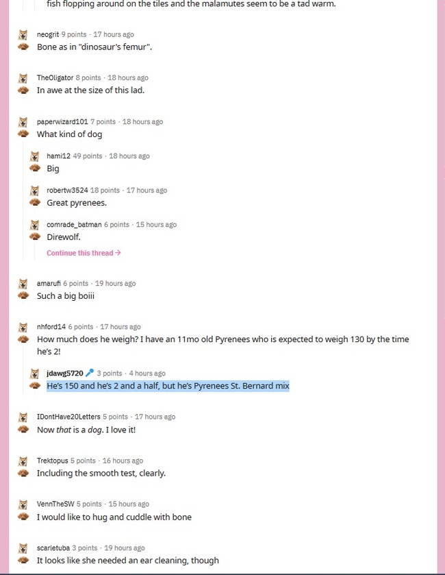 Ответ на пост «Большой мальчик прошел проверку у ветеринара» - Собака, Милота, Ветеринар, Большой, Размер, Сенбернар, Большая пиренейская собака, Ответ на пост, Длиннопост