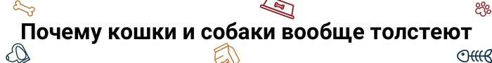 как понять что кот толстый. 1594814854135389096. как понять что кот толстый фото. как понять что кот толстый-1594814854135389096. картинка как понять что кот толстый. картинка 1594814854135389096.