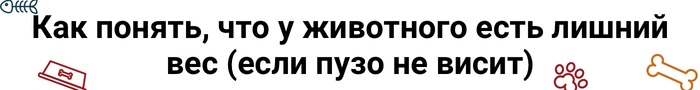 как понять что кот толстый. 1594815297149395209. как понять что кот толстый фото. как понять что кот толстый-1594815297149395209. картинка как понять что кот толстый. картинка 1594815297149395209.