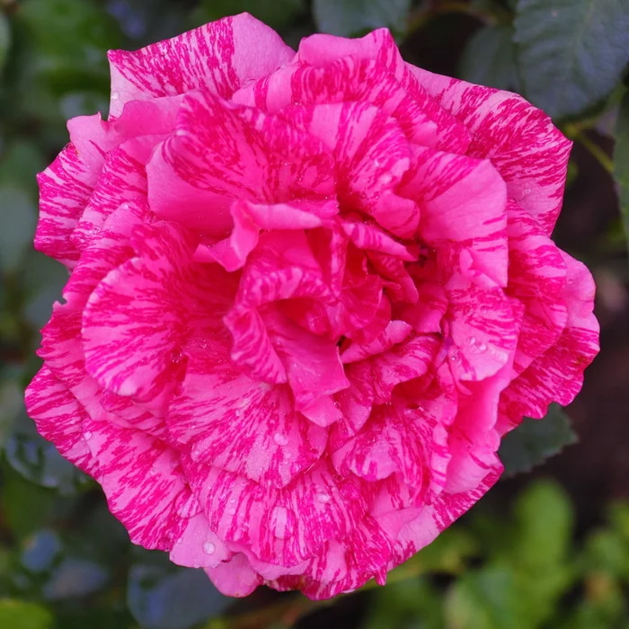 Ural rose - My, Garden, Plants, Dacha, the Rose, Flowers, The photo, Canon