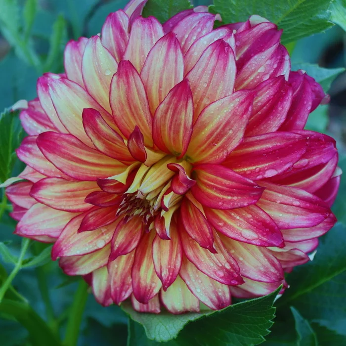 Dahlia. Portrait - My, The photo, Canon, Flowers, Dahlias, Garden, Ural