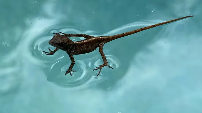 Relax in the pool - Lizard, Water, Surface tension, Reptiles, Animals, Swimming pool, The photo