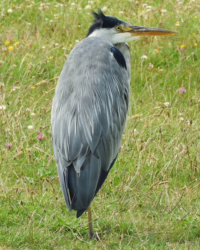 Windy - My, Birds, Heron, Gray heron