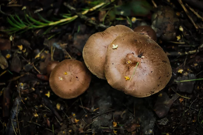 Mushrooms - My, Mushrooms, The photo, Arboretum, Longpost