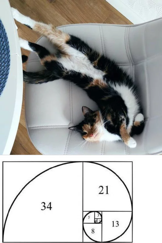 Golden ratio of a cat - My, Tricolor cat, cat, Golden ratio