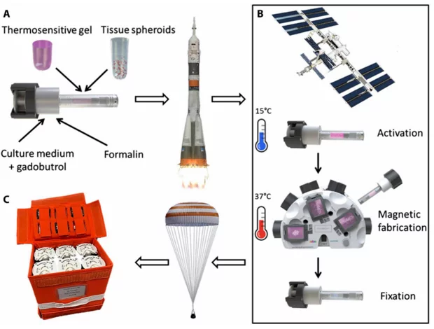 Russian scientists summed up the results of an experiment on printing with living cells in space - ISS, Experiment, 3D печать, Space, Bioprinter, Video, Longpost