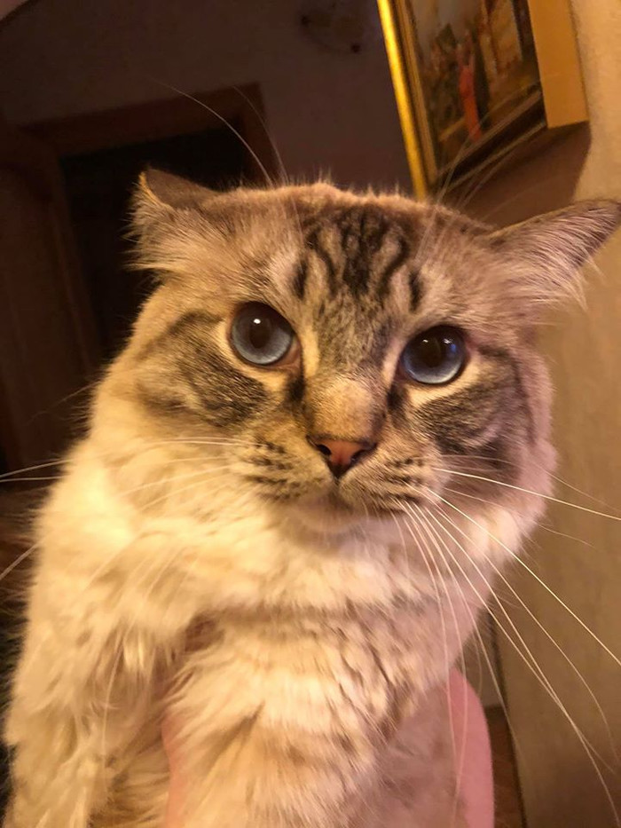 Драться не будете, дяденька?