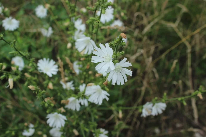 White chicory - My, Chicory, Flowers, Rare, Botany, The nature of Russia, Longpost