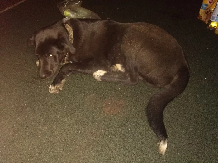 Found a dog!!! - No rating, Found a dog, Koptevo, Dog, Lost, Moscow