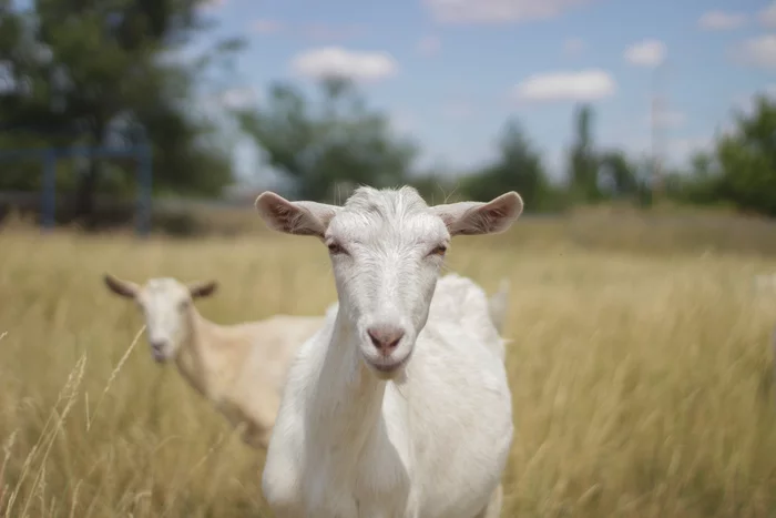 Country beauty) - My, The photo, Canon, Nature, Animals, Goat