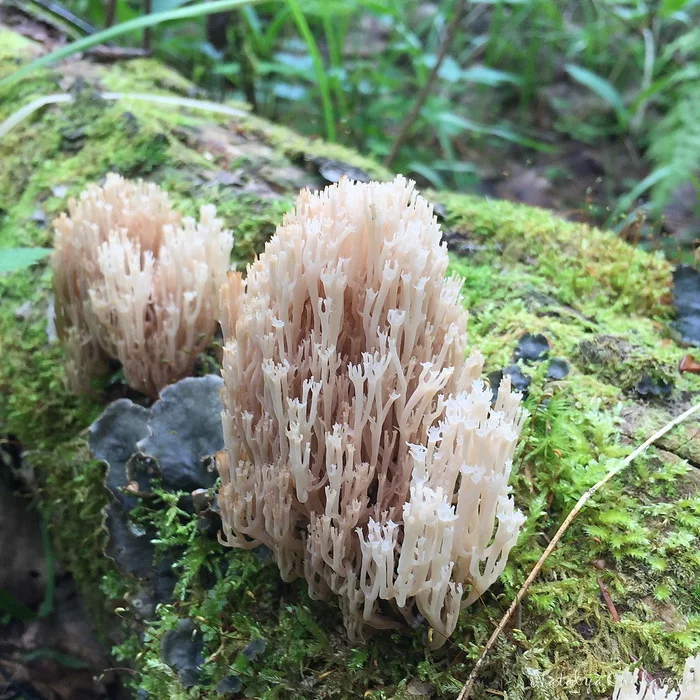 Клавикорона крыночковидная, Артомицес крыночковидныи (Artomyces pyxidatus) Грибы, Грибники, Длиннопост