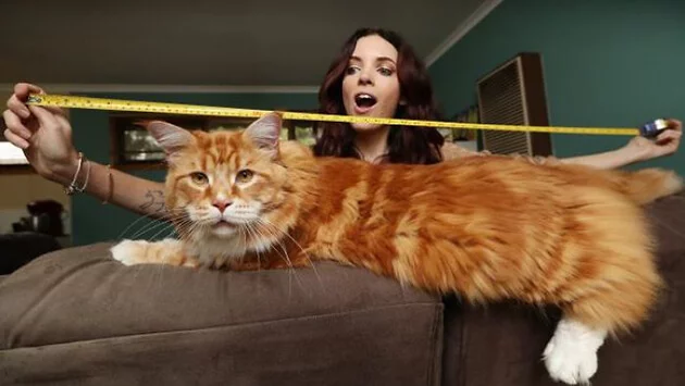 Omar is a huge Maine Coon cat - cat, Upbringing, Longpost, Maine Coon