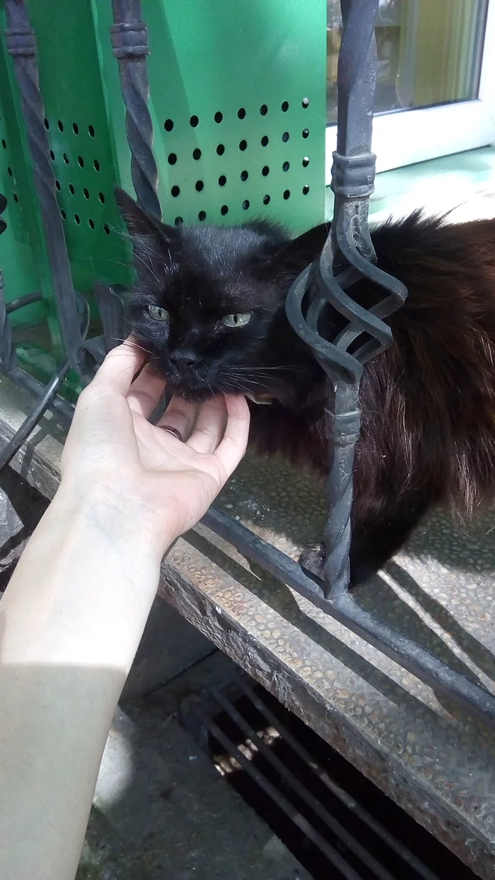 Kitty - cat, Black cat, Fluffy, Pet Shop, Longpost