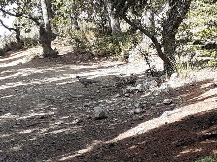 Помогите опознать птичку