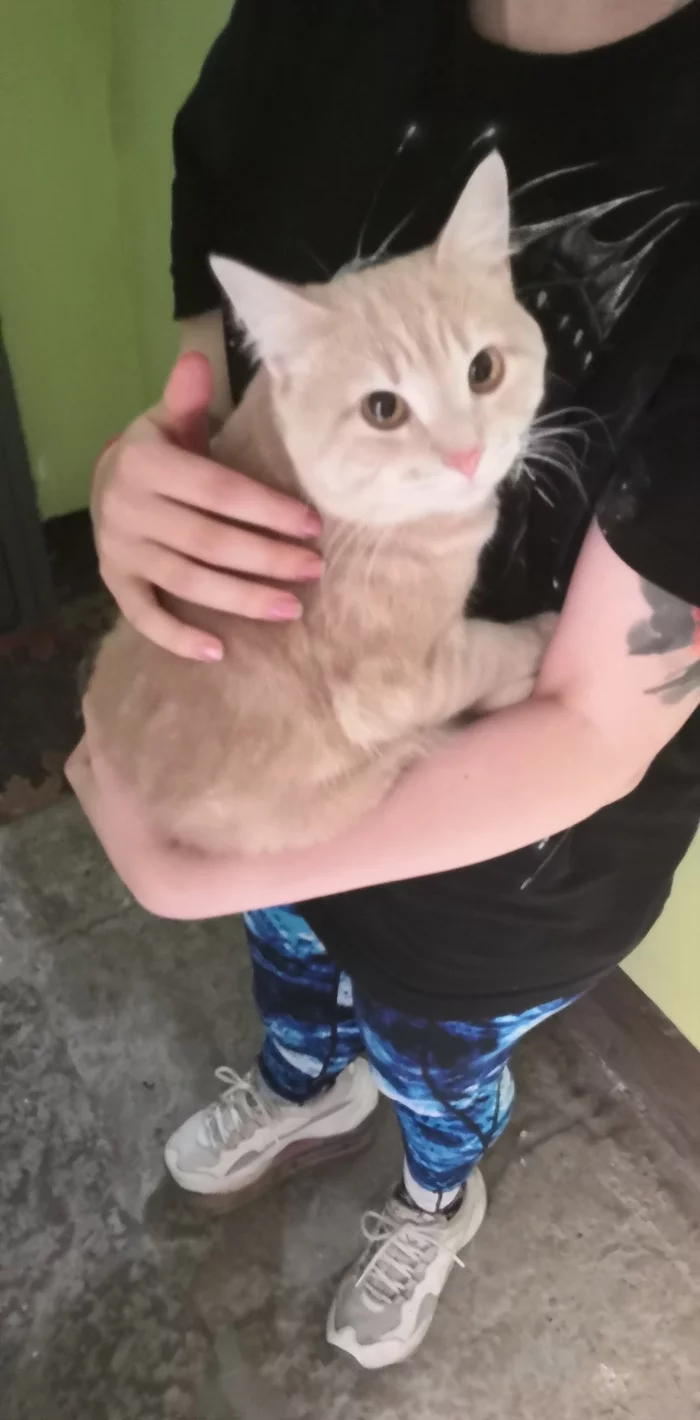 Peach is looking for a home! St. Petersburg - My, Lost cat, Lost, In good hands, Found a cat, Overexposure, Longpost, Saint Petersburg, Institute of Technology, No rating, cat