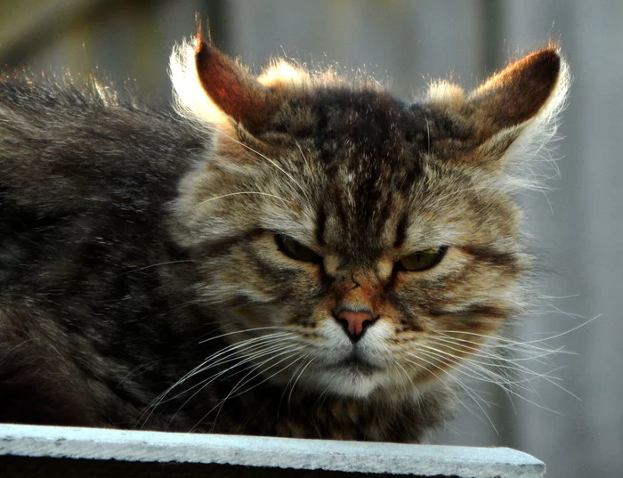 Hunter - My, cat, The photo, Village, Nikon