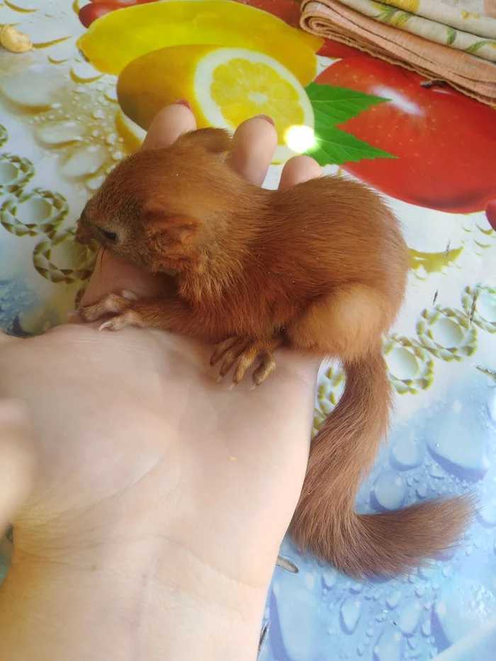 I have my own squirrel - My, Real life story, Pets, Longpost, Animals, Squirrel