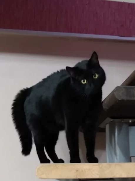 Post #7593452 - My, cat, Black cat