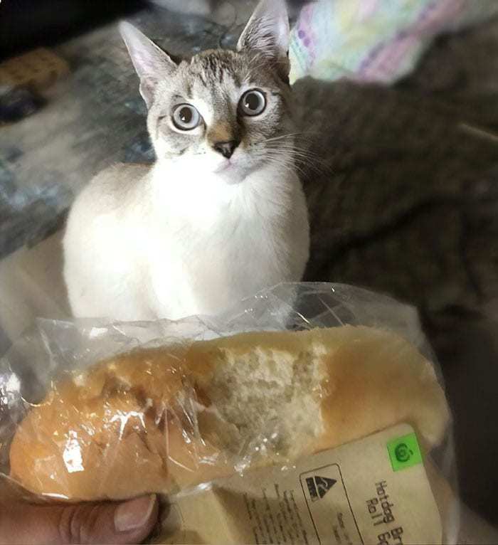 What do I have to do with it? - cat, Bread, Bite