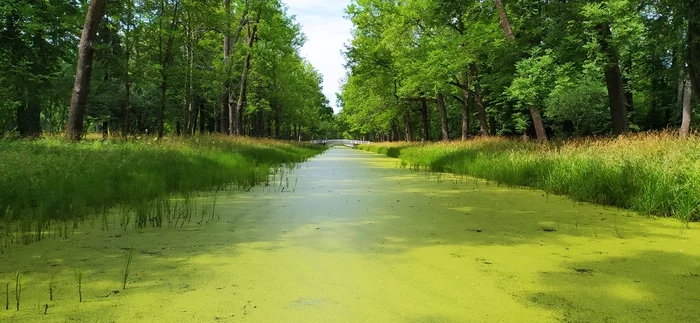 Duckweed - My, The park, Saint Petersburg, Within Pushkin, Alexander Park, Pond, Duckweed