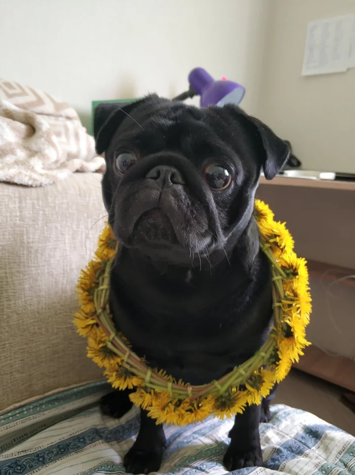 A pug who really loves flowers - My, Pug, Dog, Pets, Dandelion