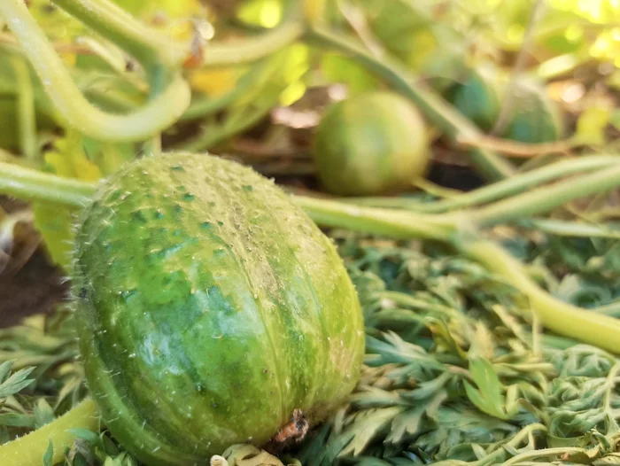 Kruglets - My, Harvest, Cucumbers, Round, Unusual, Hermaphrodite