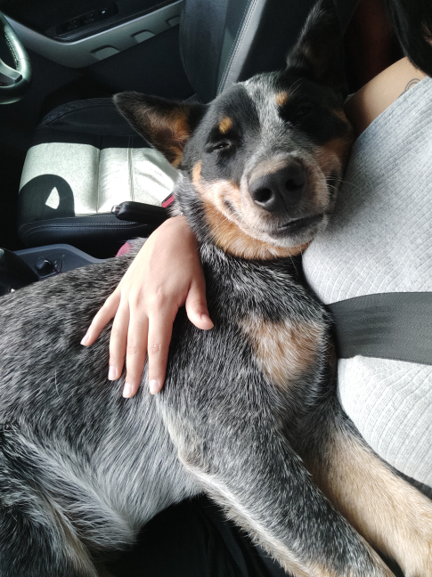 A good boy knows exactly where he needs to lie to be satisfied. - Animals, Dog, Girls, Smile, Joy, Auto, Reddit, Australian Heeler