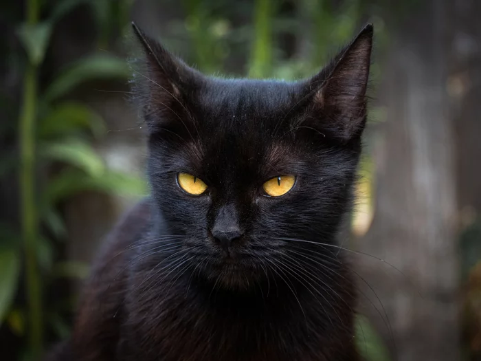 Coal - My, cat, The photo, Animals, Black cat