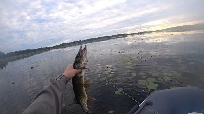 Щучий пир Щука, Щука на живца, Рыбалка, Озеро, Видео, Длиннопост