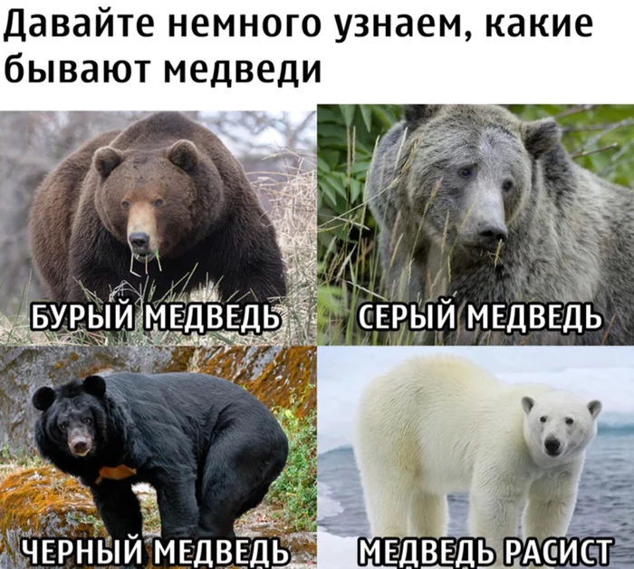 About racism - Polar bear, Racism, The Bears, Picture with text