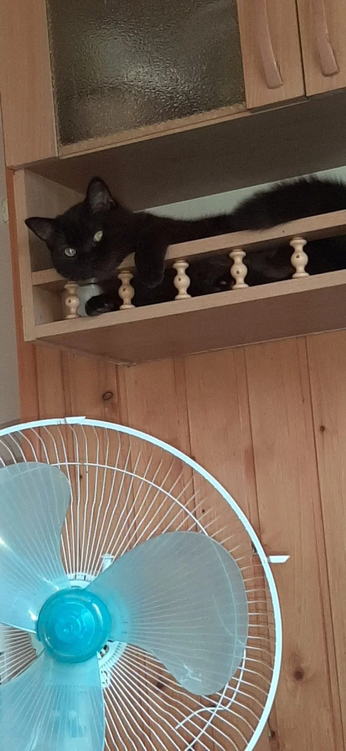 It is more comfortable))) - My, cat, Longpost, A shelf