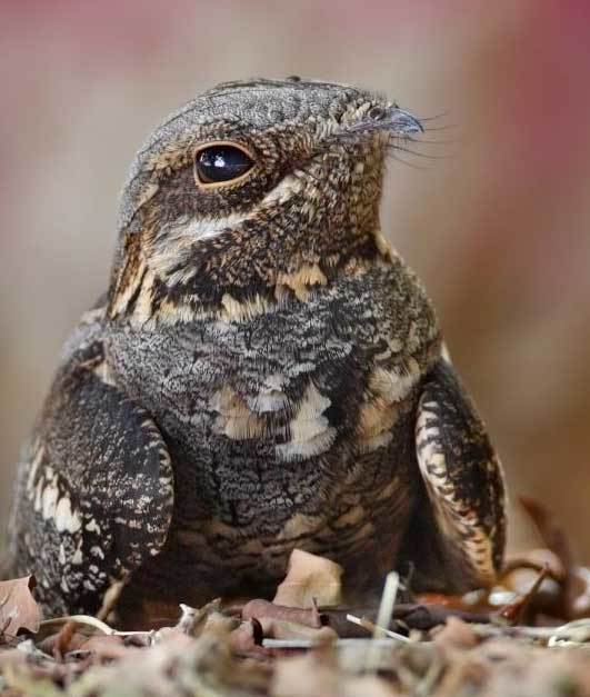 Gigantic nightjar. Palette of emotions - Nightjar, Emotions, Longpost, Birds