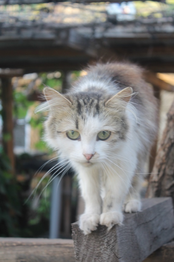 Life at the Kotoland home shelter 241 - My, cat, Shelter, Lipetsk, Shelter Cotoland, Kindness, Help, In good hands, Longpost