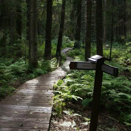 Places near St. Petersburg for a forest walk - My, The nature of Russia, Leningrad region, Saint Petersburg, Komarovo, Lindulovskaya grove, Nature