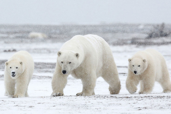 Очаровательное беломедвежье семейство)