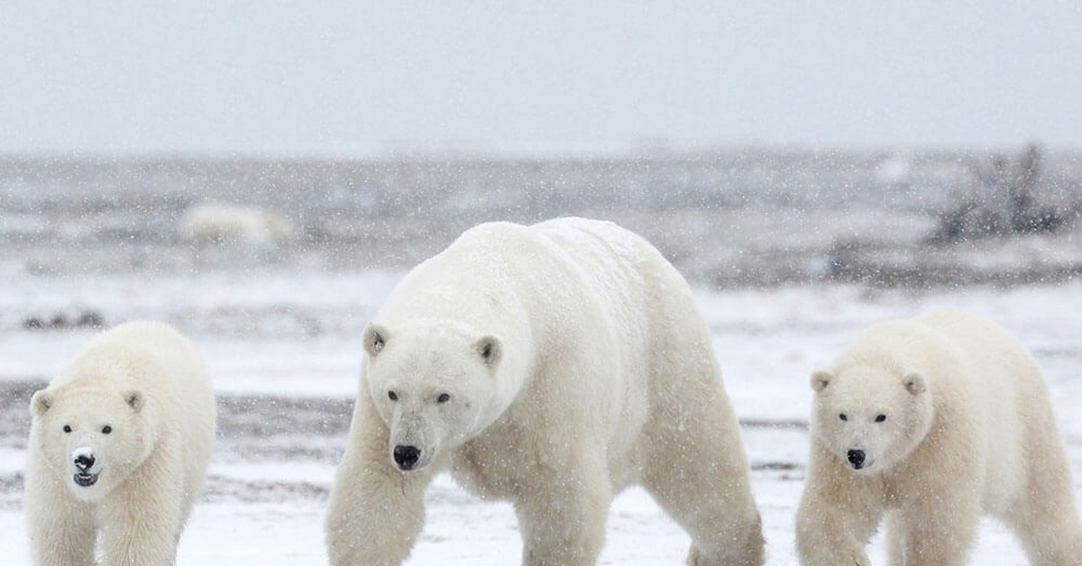 На следующей странице представлены фотографии белого медведя. Белый медведь (Лаптевская популяция). Белый медведь в Тюменской области. Детеныш белого медведя.