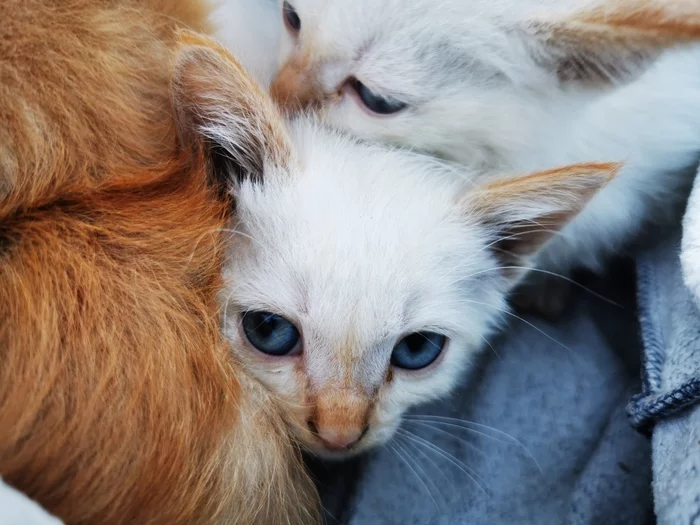 Выкинули котят на поле ищем дом - Моё, В добрые руки, Кот, Котята, Москва, Московская область, Длиннопост