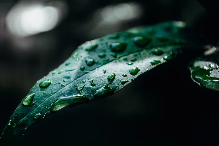 After the rain - My, Leaves, The photo, Nikon d5200, Drops, Rain