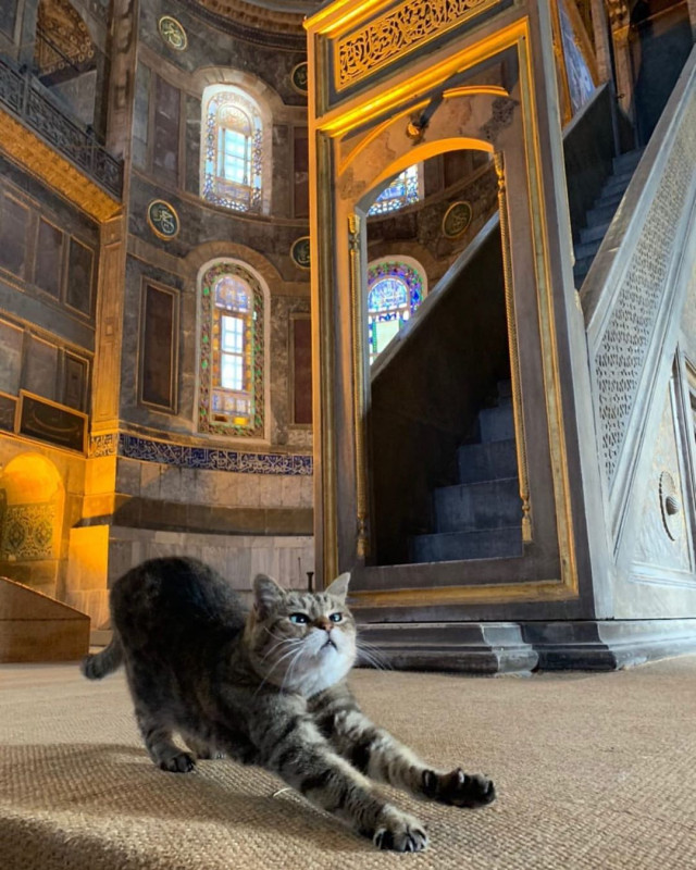 Gli, the famous cat of Hagia Sophia - Turkey, Temple, Mosque, Saint Sophie Cathedral, Istanbul, Longpost, cat